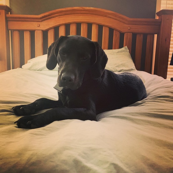 Meet your Posher, Simone - Picture 1 of 1